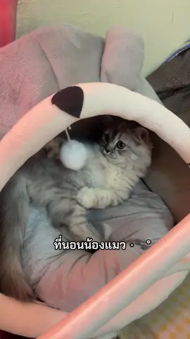#คอนโดแมว #ที่นอนแมว #ที่นอนสัตว์เลี้ยง #ของใช้สัตว์เลี้ยง🐾 #ของใช้แมว 