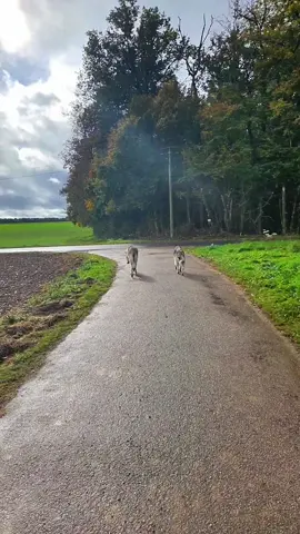 Enoch qui me fait une super balade !  . #malinoismix #huskymix #groenandaelmix #akitaamericain 