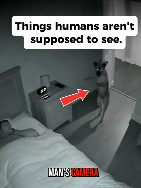 Things humans aren't supposed to see. here's what this man's camera caught while he was sleeping horror paranormal #mystery #scary #horror #paranormal 