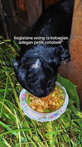kegiatane wong sek ra keduman adegan petik cetobellli. yo mangan miayam Bakso ro wedus Ning kandang wes estetik . lunas njih mas mas. @goldenworld77  @ceteng69 #baksoviral  #foryoupage❤️❤️  #peternakmuda #kambingkontes #sobatngaret 