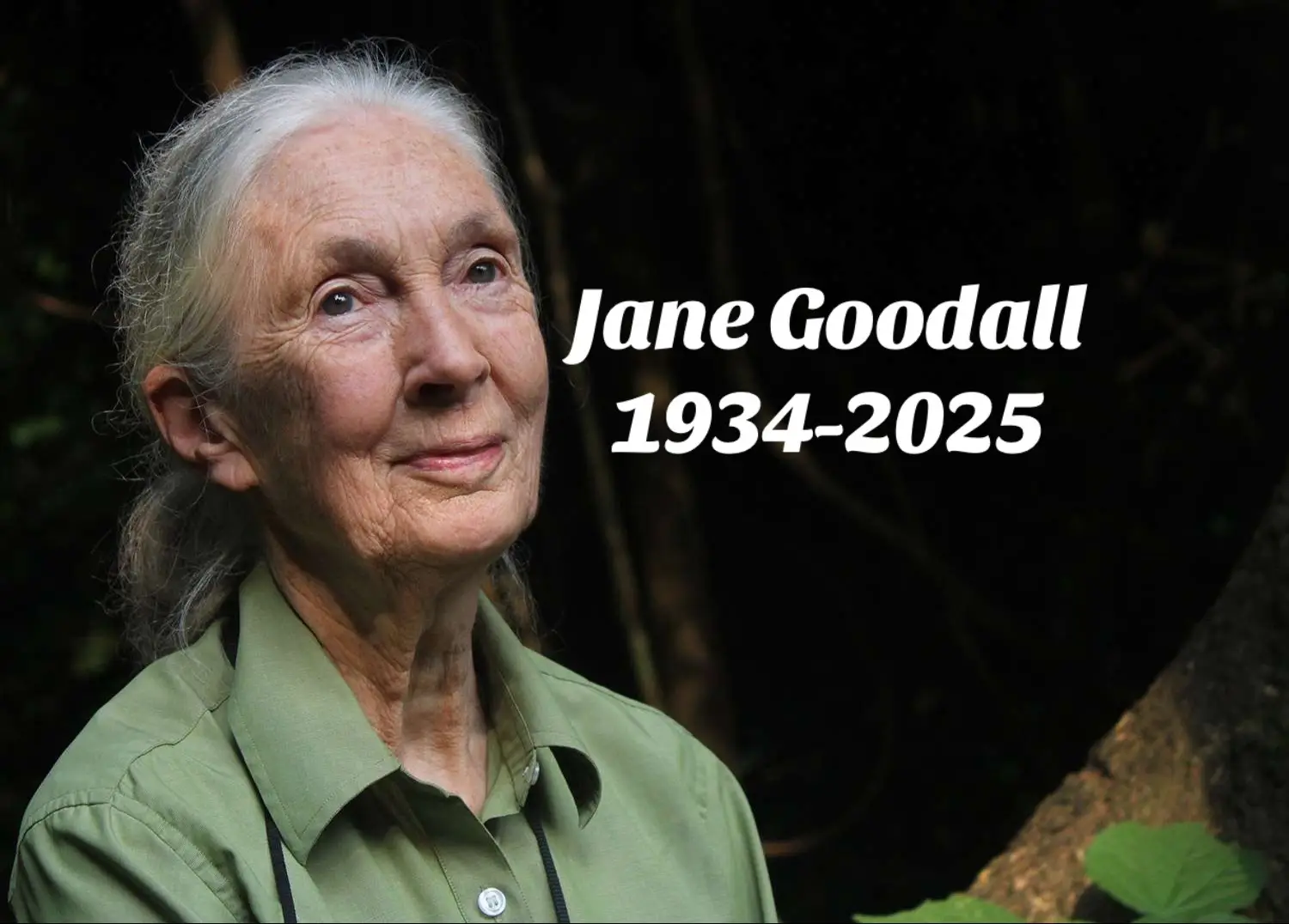 #janegoodall #tribute #inmemoriam #memorial #memories 