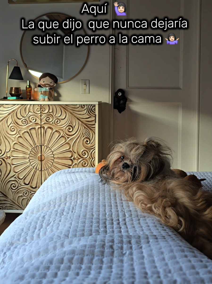 Nunca digas nunca 🤐🫠🙊 . #perrostiktokers #shihtzu #razaspequeñas #nuncadigasnunca #perrhijos 