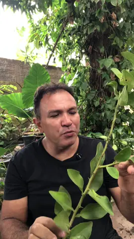 Mudas de limão a partir do galho parte 2 #limão #plantas #roça #agricultura #jardinagem 