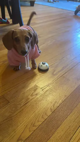 This might be one of my favorites  #salamanca #dachshund #willowringsabell #minidachshund #dogsoftiktok 