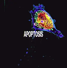 Apoptosis is the programming of cell death. This process is very vital for eliminating damaged cells. A worthy sacrifice for making sure we maintain homeostasis! #Science #biology #apoptosis #edit #cell 