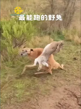 Kỹ năng sinh tồn của thỏ. Follow me