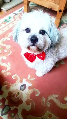 Teddy bear #dancingdog #fyp #foryoupage #smartdog #cutedog 