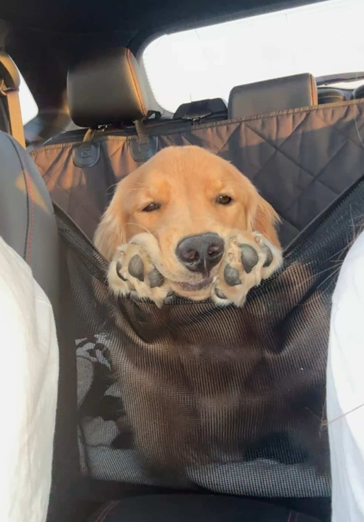 She just wants to hang with mom & dad🥰 #goldenretriever #puppytiktok #goldenretrieverpuppy #fyp 