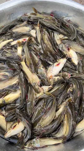 Mùa cá chốt tới , nhiêu đây hư 3 tay lưới #chubabaclieu #danmientay #cuocsongthuongngay #Vlog #cuocsonglamvuong @NGUYỄN LÂM _THẢO DƯỢC SẤY LẠNH 