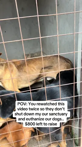 POV: You rewatched this video twice so they don't shut down my our sanctuary and euthanize our dogs.. $800 left to raise LINK IN BIO AND DONATE ‼️‼️🆘🆘#animalrescue #fyp #fypシ゚ 