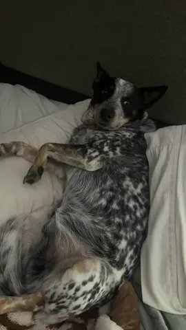 He’s clearly not happy I woke him up from his nap for a video… 😂 #heelersoftiktok #blueheeler 