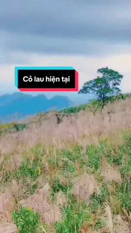 Cỏ lau Bình liêu 21/10 đẹp lắm rồi mn ơi lên lịch đi Bình liêu liền thôi #LộcHDVbảnđịa #Bìnhliêu #Cỏlau #sốnglưngkhủnglong #mốc1305 