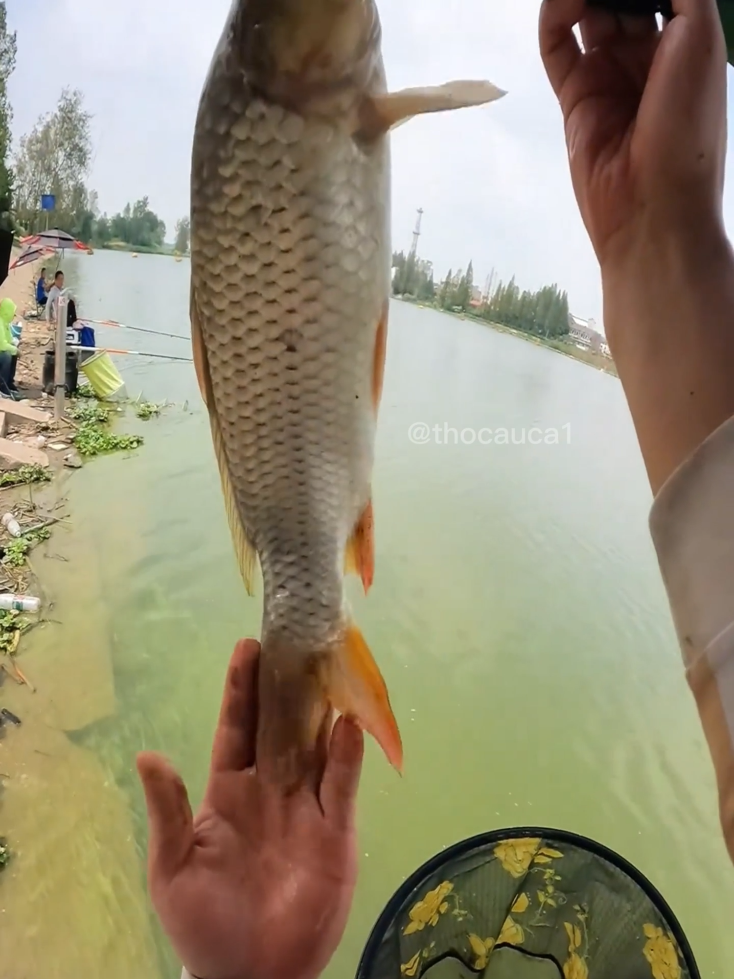 Anh em chia sẻ bài mồi câu chép sông hiệu quả đi nào #caucagiaitri #caucatunhien #cauca #xuhuong #xuhuongtiktok #caucachep