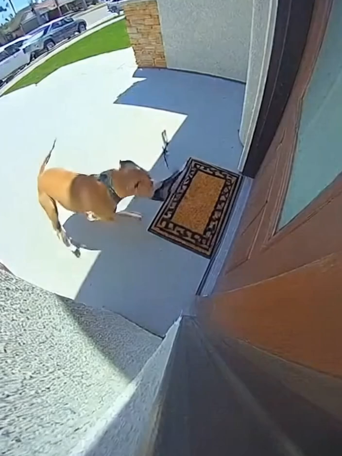 😂😭 #fyp #sora #ringdoorbell #undergroundmusic #bdest #dog #dogsoftiktokviral