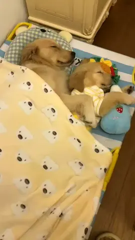 #dog #goldenretriever #fyp 