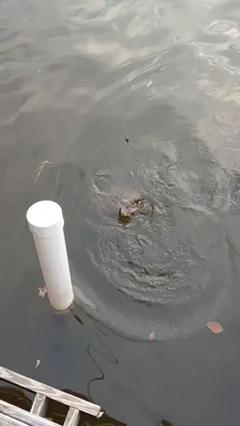 #softshellturtle #fishing #alabama #fyp #lakejordanalabama 