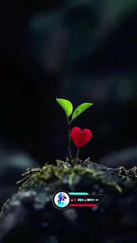 #1000flower #CapCut #💖💖💖 #500kviews 