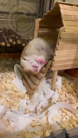 ##hamster #dongvat #dongvatdethuong #tiktok #trending #thinhhanh #xuhuongtiktok #chuot #chuột 