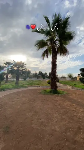 #تل_ابيض_رأس_العين_سلوك🖤 