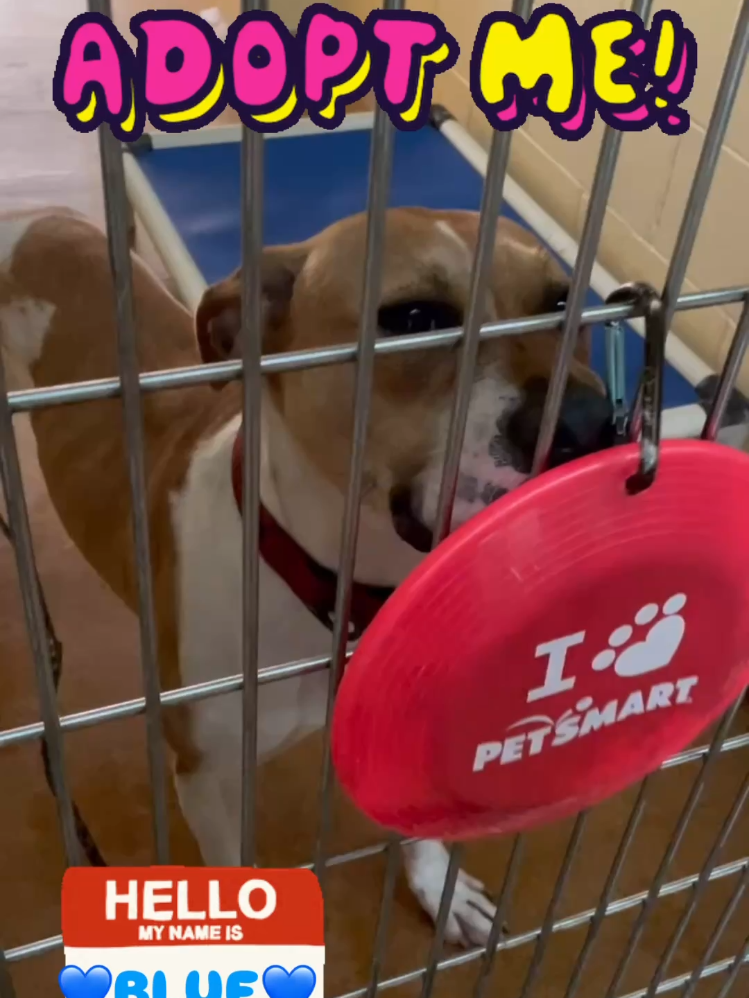 It’s day number two of @petsmartcharities National Adoption Week. Allow us to introduce you to a happy 8-month-old pupperdog named BLUE. Will he find a forever home with you? Blue loves long walks, making new friends and treats. Especially when it’s enrichment time with an “I ❤️ @petsmart frisbee and peanut butter! #adopt #dog #shelterdogs #enrichmentfordogs #support #blue #peanutbutter #frisbee #yum