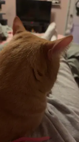 Dude ran like his life depended on it 💀 #orangecat #cattok #funny #jokes #fyp 