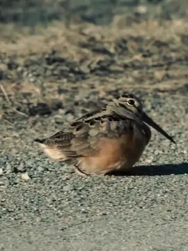 Berkik-gunung Amerika adalah spesies burung perandai yang kecil dan gemuk yang terutama ditemukan di bagian timur Amerika Utara. Burung ini menghabiskan lebih banyak waktu di semak-semak, tempat yang terbaik untuk melakukan kamuflase. Di Amerika burung ini banyak diburu, sehingga lebih kurang 540.000 mati setiap tahun ditangan pemburu. Berkik-gunung Amerika adalah satu satunya spesies berkik yang mendiami Amerika Utara. Meskipun masih satu spesies dengan burung wader, burung ini umumnya hidup di dataran tinggi. Populasi burung ini terus menurun dengan rata rata penurunan lebih dari 1 persen pertahun sejak tahun 1960 an. Kebanyakan pihak mengatakan turunnya populasi ini disebapkan oleh membukaan hutan dan pembangunan daerah perkotaan. #burung #bird #faktahewan #fyp #masukberanda 