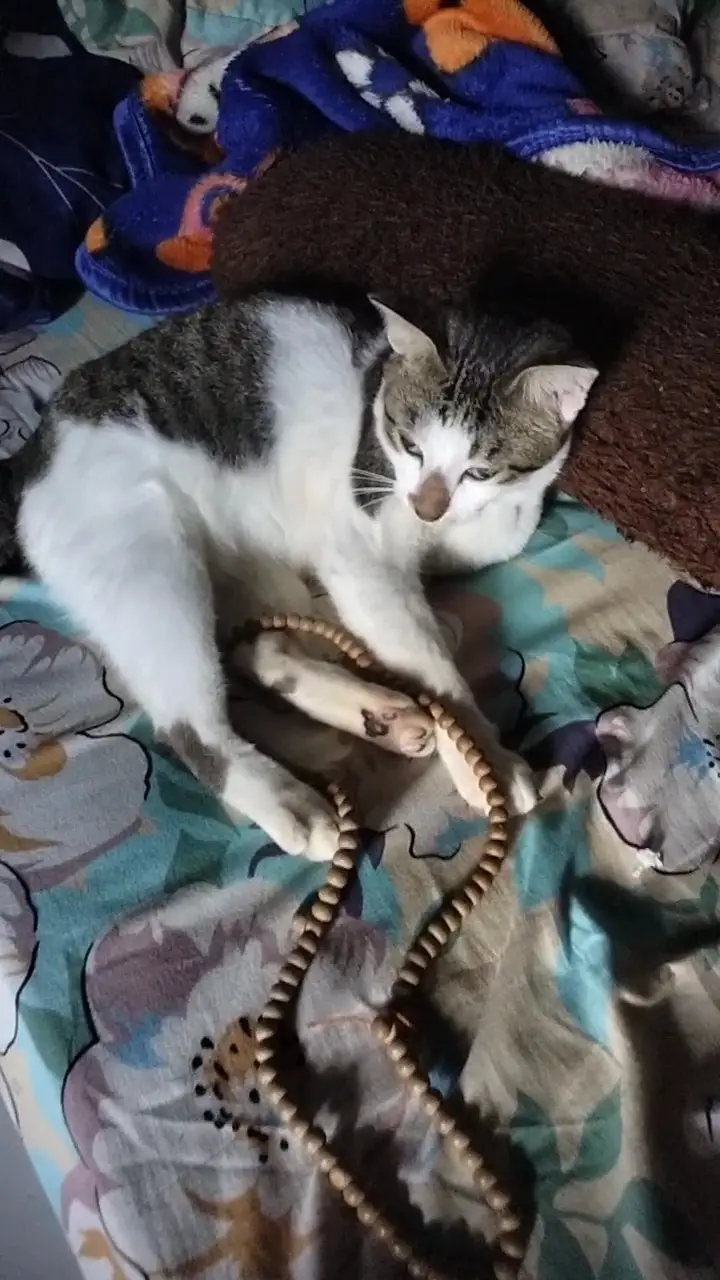 Kucing menunjukkan kemanjaan kepada tuannya. sebagai tanda kasih sayang dan kepercayaan, melalui berbagai tingkah laku seperti menggeselkan badan, mendengkur, menjilat, dan mengikuti tuannya. Kemarahan kucing juga boleh disebabkan oleh kebosanan, kesepian, atau keperluan untuk mendapat perhatian. Tanda-tanda Kucing Manja Menggeselkan badan: Kucing akan menggeselkan badan ke kaki atau badan tuannya sebagai cara untuk menandakan mereka sebagai sebahagian daripada 