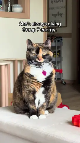 #group7 #catsoftiktok 
