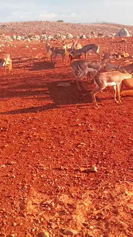 Hatay dağ ceylanı üretim merkezi 