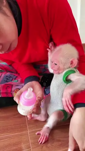 Cute baby get cared by hai mom #monkey #viral #foru #pets  #unitedkingdom 