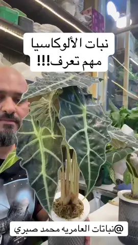 🌿🌿نبات الألوكاسيا الجميل 🌿🌿                         @نباتات العامريه محمد صبري @الأرض الخضراء @استاذ محمود  #الشعب_الصيني_ماله_حل😂😂 #بغداد_بصرة_موصل_الكويت_الخليج_دبي_ #مصر_السعوديه_العراق_فلسطين_قطر_الأمارات #العراق_السعوديه_الاردن_الخلي #المغرب🇲🇦تونس🇹🇳الجزائر🇩🇿 