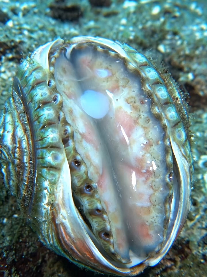 Bào Ngư Abalone #autotoolai79 #abalone #xuhuong #trending #fyp #tiktok #viral #dethuong #cute