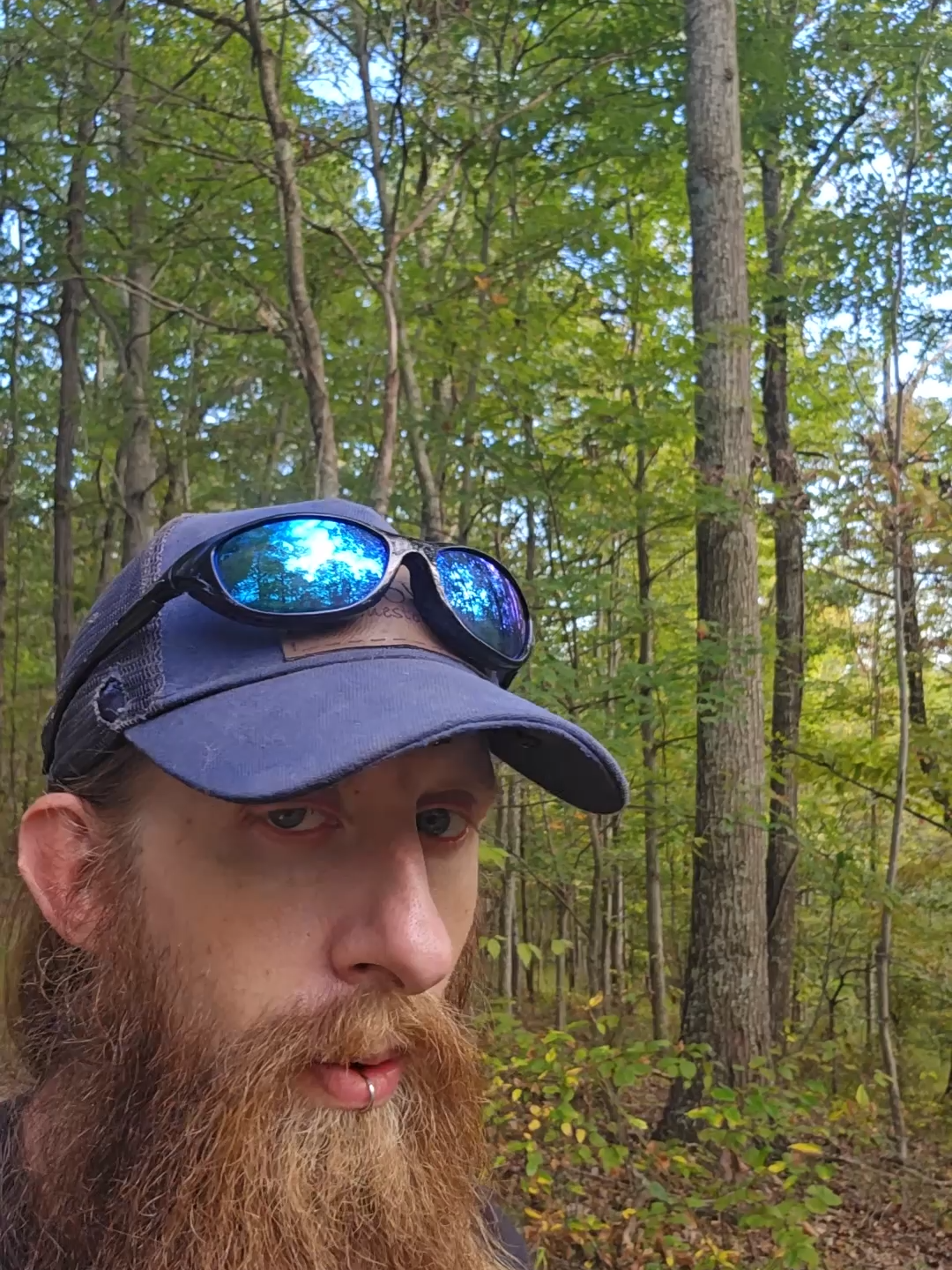 Fallen trees for firewood #narrowayhomestead #offgridlife #fallentree #hugetree #firewood