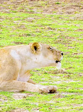 Part 36#fyp #lion #wildlife #animalsworld #foryoupage 