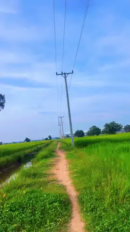 #soran #ស្រុកស្រែ រលកចុះសុីស្រូវទុំកាន់ឃ្វានច្រើនណាស់