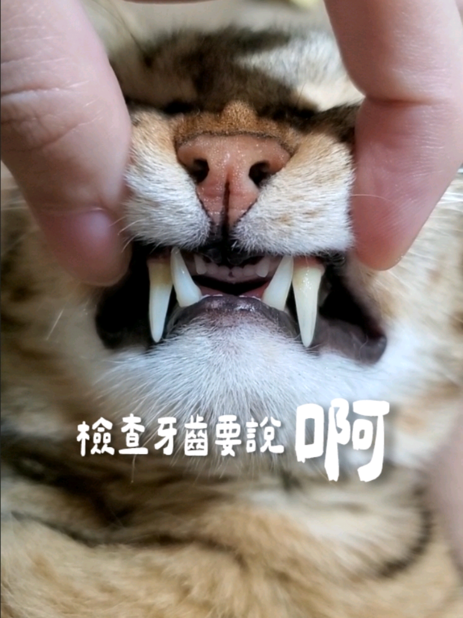 不會喵只會啊的兩點 因為刷牙的時候都會叫兩點啊~~來看看👀 #cats #kitten #kitty #meow #neko #ねこ #猫 #고양이 #냐옹이 #catlife #pet #貓咪日常 #寵物 #萌寵 #虎斑
