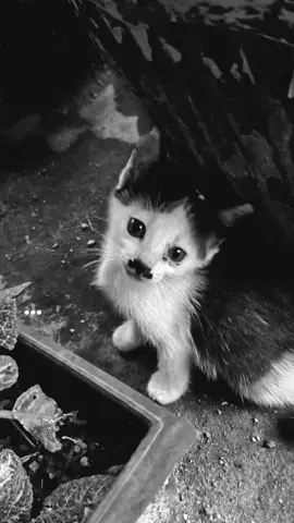 #liriklagu #cintatakharusmemiliki #fyp 