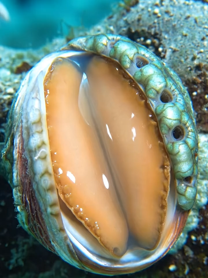 Bào Ngư Abalone #autotoolai79 #abalone #xuhuong #trending #fyp #tiktok #viral #dethuong #cute