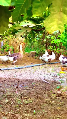 #ابواسحاق_النبهاني_الطائي 