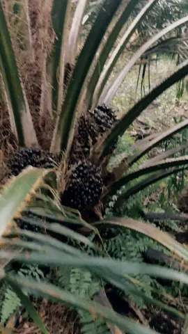 #karepmu #konsep #konsepsawit #proses #sawitbalap 