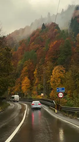 Do you ever feel the road breathing beneath you? In Prahova Valley, under a rain as thin as silk, the world unravels in shades of bronze and smoke. The car hums through the artery of the mountains, and every curve feels like turning a page in a book written by weather. The trees lean inward, conspiratorial, their leaves glistening like relics of a forgotten empire of summer. You move, yet something ancient in you stays still, watching, absorbing, remembering. Each kilometre here is a confession of the land. The Bucegi ridges rise like half-dreamed fortresses, mist curling around them like unspoken words. Villages slip by: Breaza, Comarnic, Sinaia, each with its own pulse, its own scent of smoke and bread. The rain refines everything; colours grow solemn, sounds become liquid. You realise travel isn’t about arrival but surrender, to motion, to chance, to the blur between where you were and where you might become. And as the valley tightens and the river flashes silver beside you, you sense the real journey happening beneath your ribs. Every droplet on the windshield is time itself, sliding, vanishing, reborn in another form. Is it the landscape that moves, or is it you dissolving into it? What do we seek when we follow roads like this, escape, revelation, or simply proof that we were once in motion? Video by @sanderdenbezemer  [ Prahova Valley, Bucegi Mountains, Autumn Drive, Romanian Carpathians, Rainy Journey, Moving Landscape, Road Trip Romania, Misty Mountains, Countryside Drive, Sinaia Region, Transylvanian Passage, Autumn Rain, Scenic Highway, Romanian Travel, Reflective Journey, Nature and Motion, Fall Colors Romania, Temporal Travel, Melancholy Road, Rain and Silence ] #romania #travel #autumndrive #prahovavalley