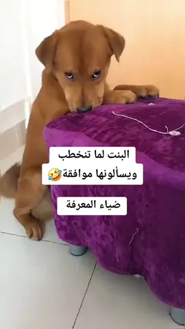 #ضياء #trend 