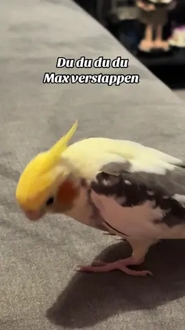 My bird is the biggest Max verstappen fan 🤣 (I don’t appreciate people stealing my video and claiming it as their own @ F1banter) @Red Bull Racing @Formula 1 @Silverstone #maxverstappen #redbull #f1  