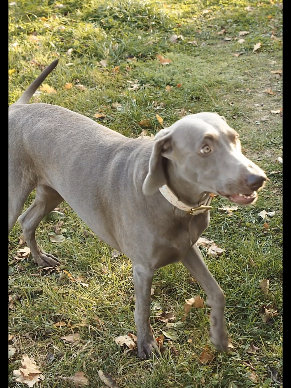 dogs #viral #fyp #tik_tok #dog 
