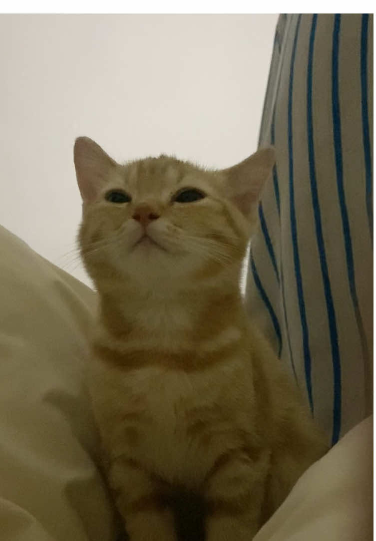 ไม่อยากให้ยูซุโตเลยย🥺#yuzumeow #cat #แมวส้ม 