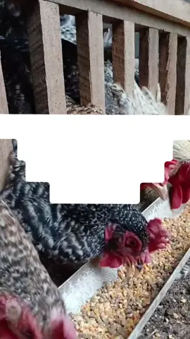 air Alkali  plus jamu  sangat baik untuk pertumbuhan  dan meningkatkan imunitas #ternak #ayam #kandang #vitamin 