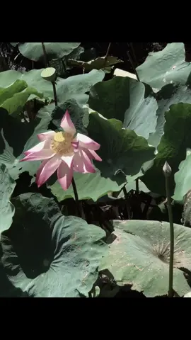 nếu phải chọn nhiều lần em vẫn chọn yêu anh say đắm..#binhyen #hoasen #chualanh 