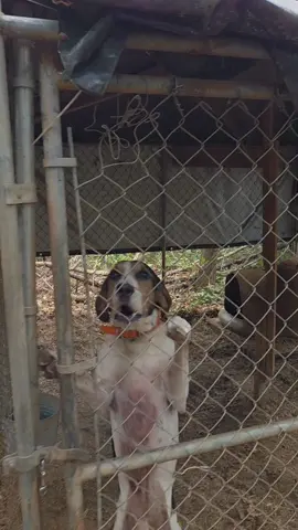 #CountyLine #houndsman #tradition #heritage #Bloodline 