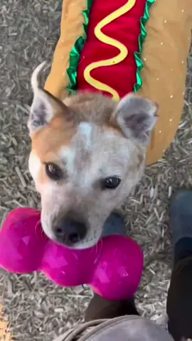 Hot diggity dog! 🌭 This happy pup is all dressed up and ready to play! Come meet your new favorite snack-sized sidekick! #halloweendog #dogcostume #puppytok #shelterdog #shelterdogsoftiktok 