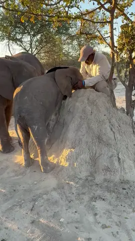 A beautiful moment of trust! ✨ Our determined little Joy climbed to the top of her mound and was rewarded with cuddles and kisses from one of her favorite Uncles, Onks. Her sweet trunk kisses show just how much love and trust these bonds have built. It's a JOY to see our baby elephants thrive in an environment full of affection. Your support makes all these happy moments possible for our orphaned babies 🌍 Together we can protect orphaned elephants — follow us for more stories!